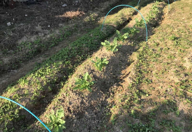 草むしりアフター